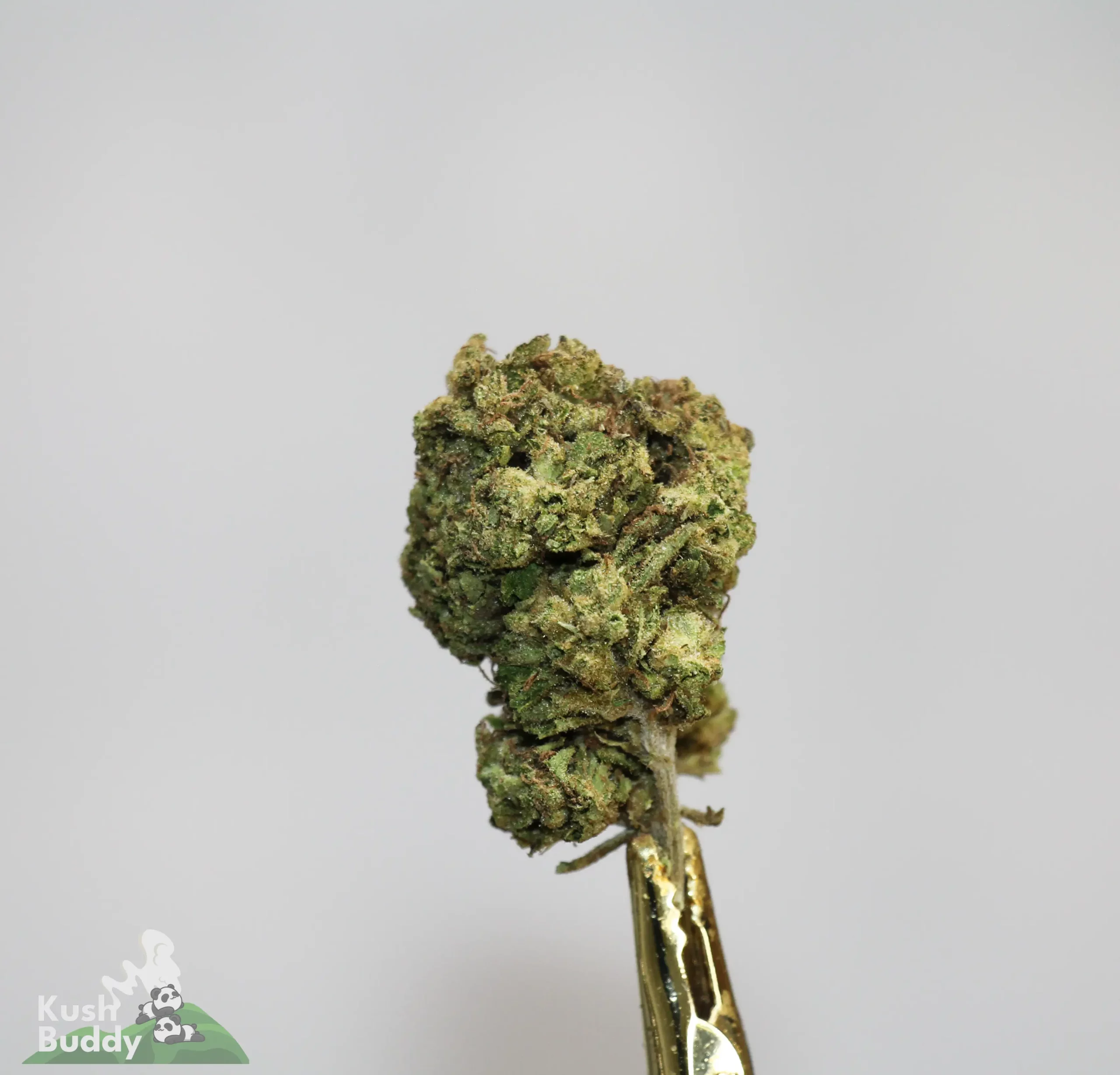(AAA+) Super Lemon Haze - Image 3
