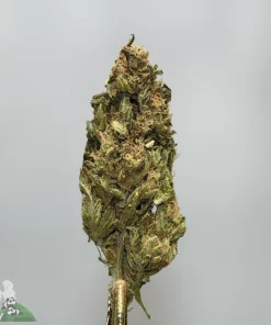 Close-up of a frosty cannabis bud on a stem, with a Kush Buddy watermark in the bottom-left corner.