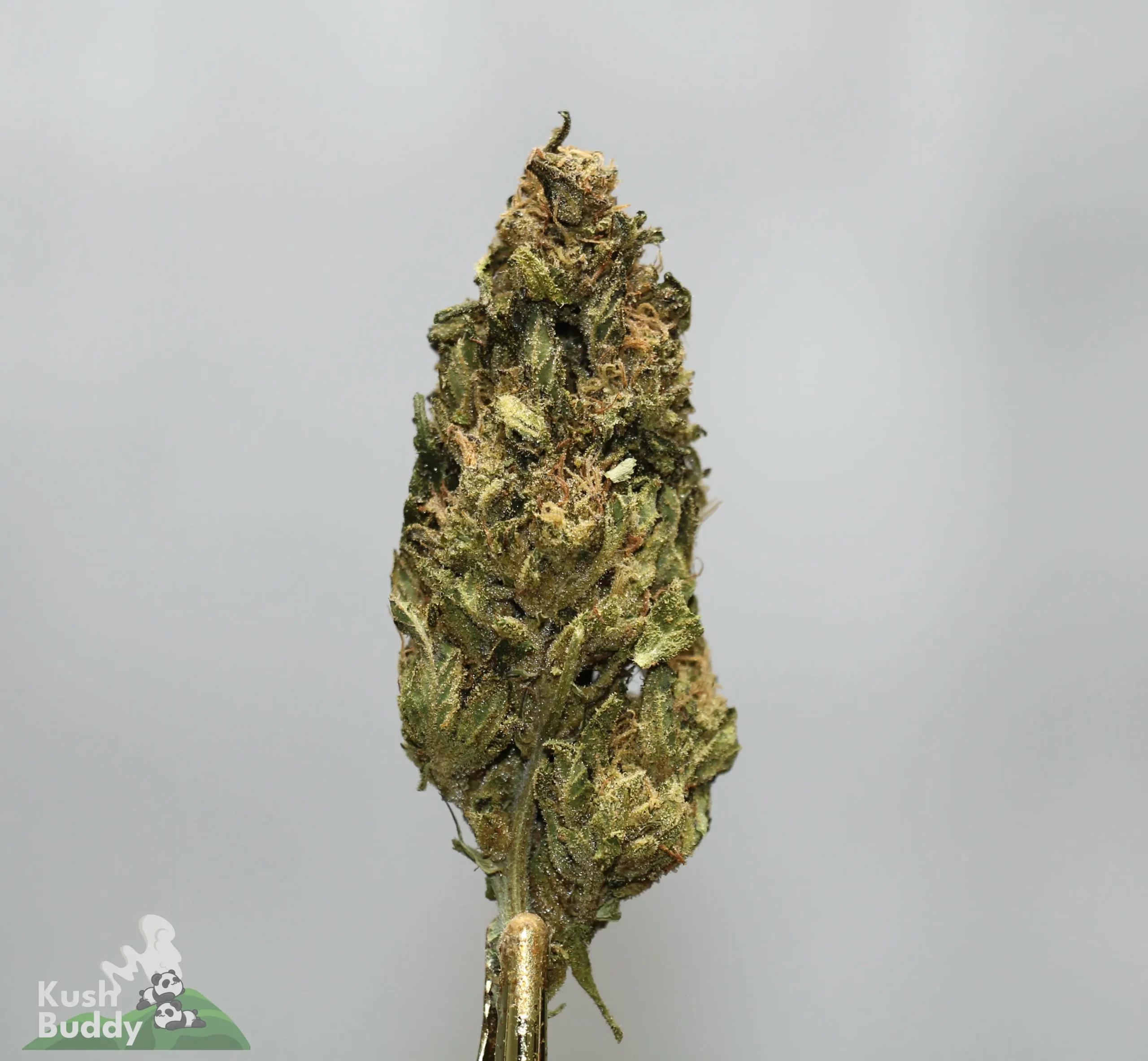 Close-up of a frosty cannabis bud on a stem, with a Kush Buddy watermark in the bottom-left corner.