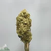 Close-up of a cannabis bud on a stem with frosty trichomes against a light gray background (Kush Buddy watermark).