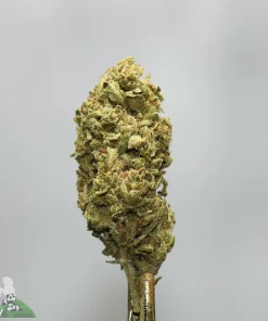Close-up of a cannabis bud on a stem with frosty trichomes against a light gray background (Kush Buddy watermark).