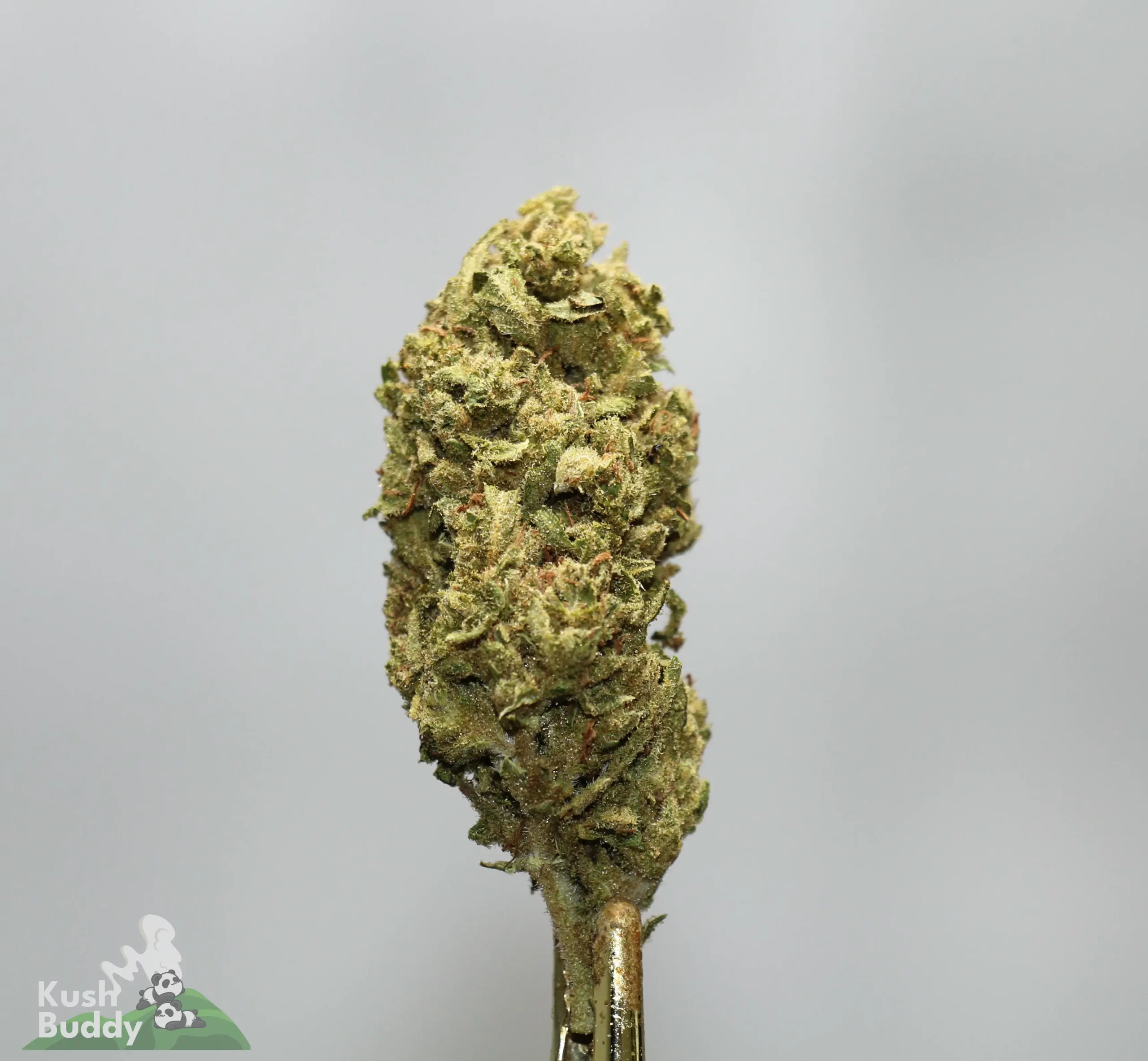 Close-up of a cannabis bud on a stem with frosty trichomes against a light gray background (Kush Buddy watermark).