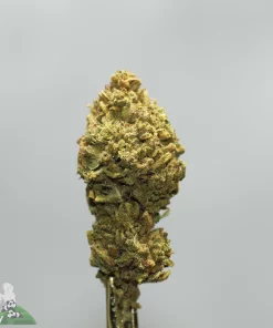 Close-up of a cannabis bud on a stem with frosty trichomes against a gray background; Kush Buddy logo bottom left.
