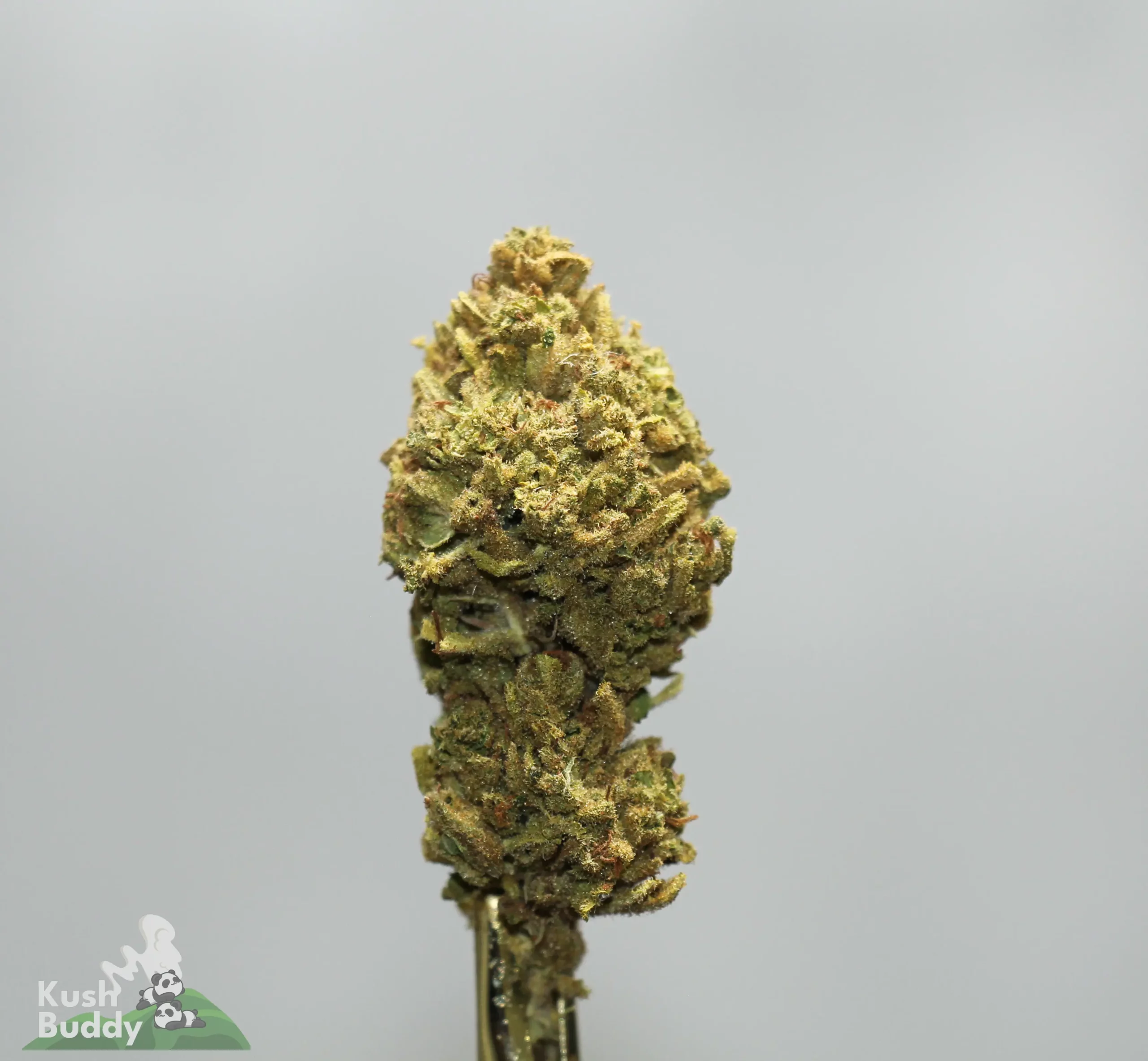 Close-up of a cannabis bud on a stem with frosty trichomes against a gray background; Kush Buddy logo bottom left.