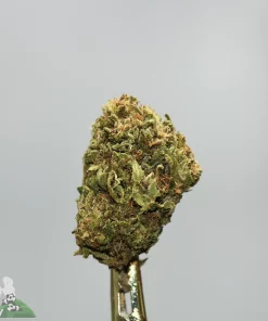 Close-up of cannabis bud on a gold skewer against a gray background, with Kush Buddy logo bottom left.