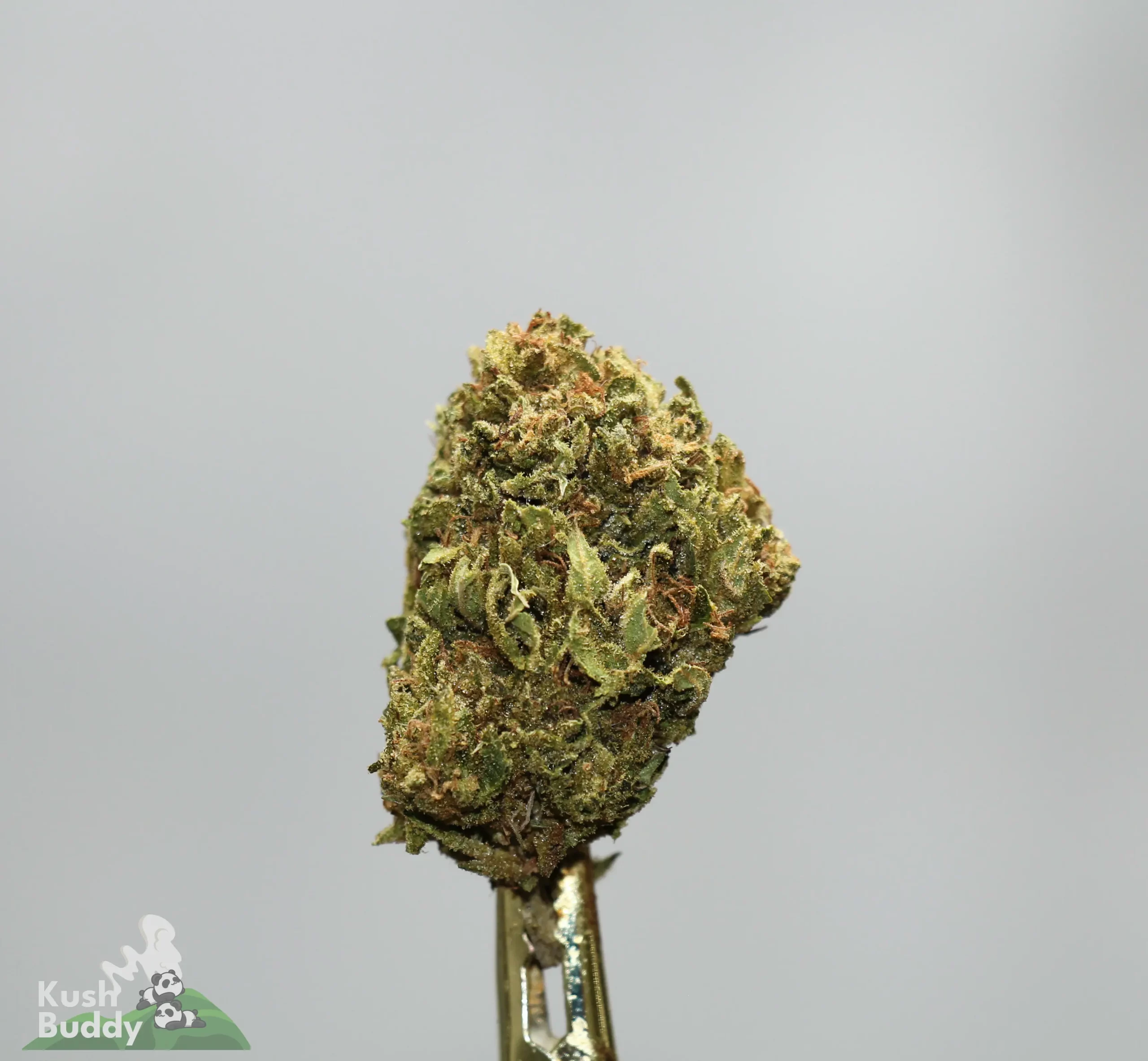 Close-up of cannabis bud on a gold skewer against a gray background, with Kush Buddy logo bottom left.