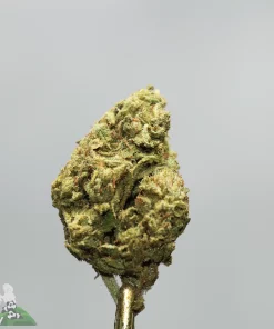 Close-up of a cannabis bud skewered on a metal rod against a gray backdrop, with a Kush Buddy watermark in the corner.