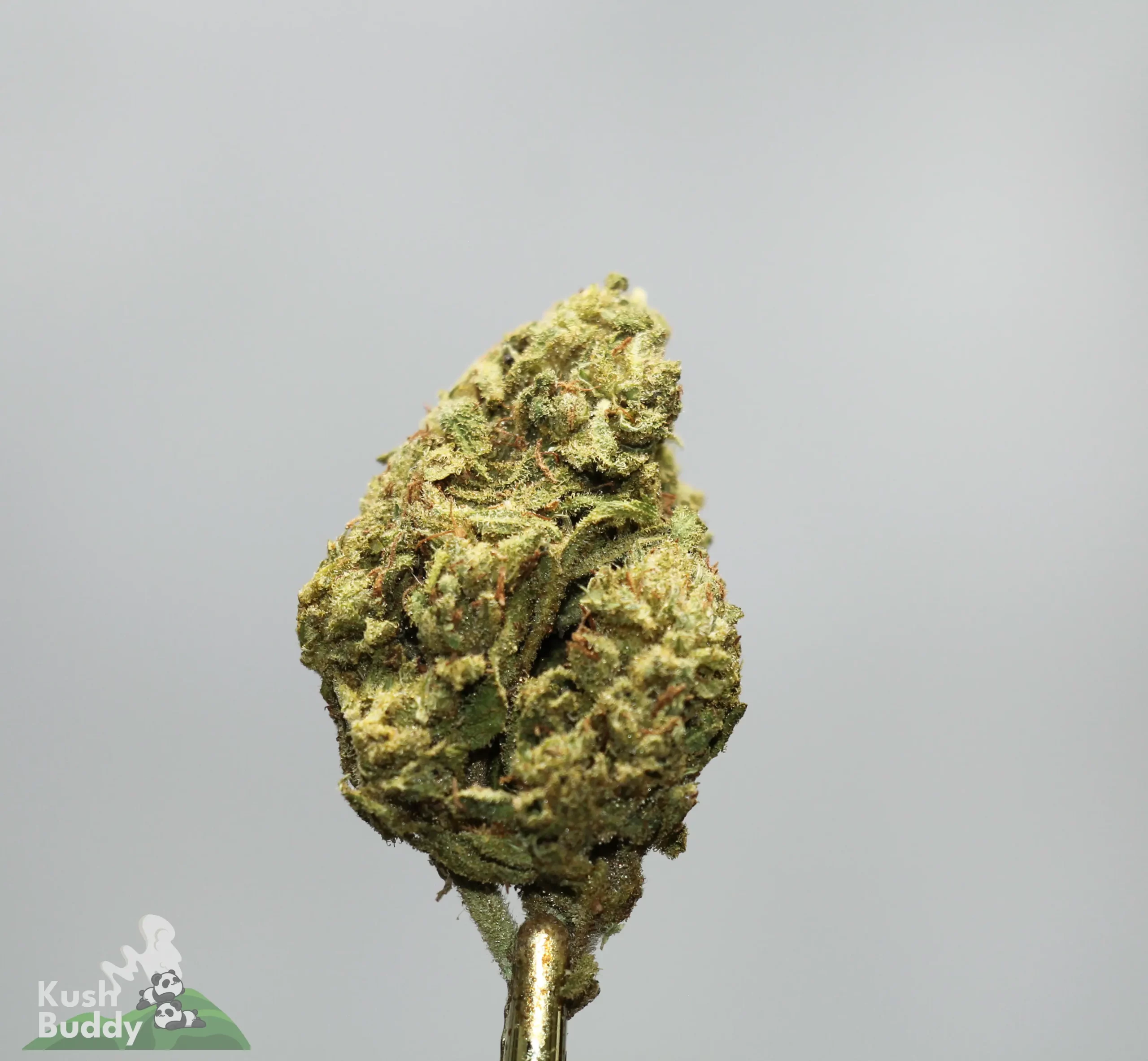Close-up of a cannabis bud skewered on a metal rod against a gray backdrop, with a Kush Buddy watermark in the corner.