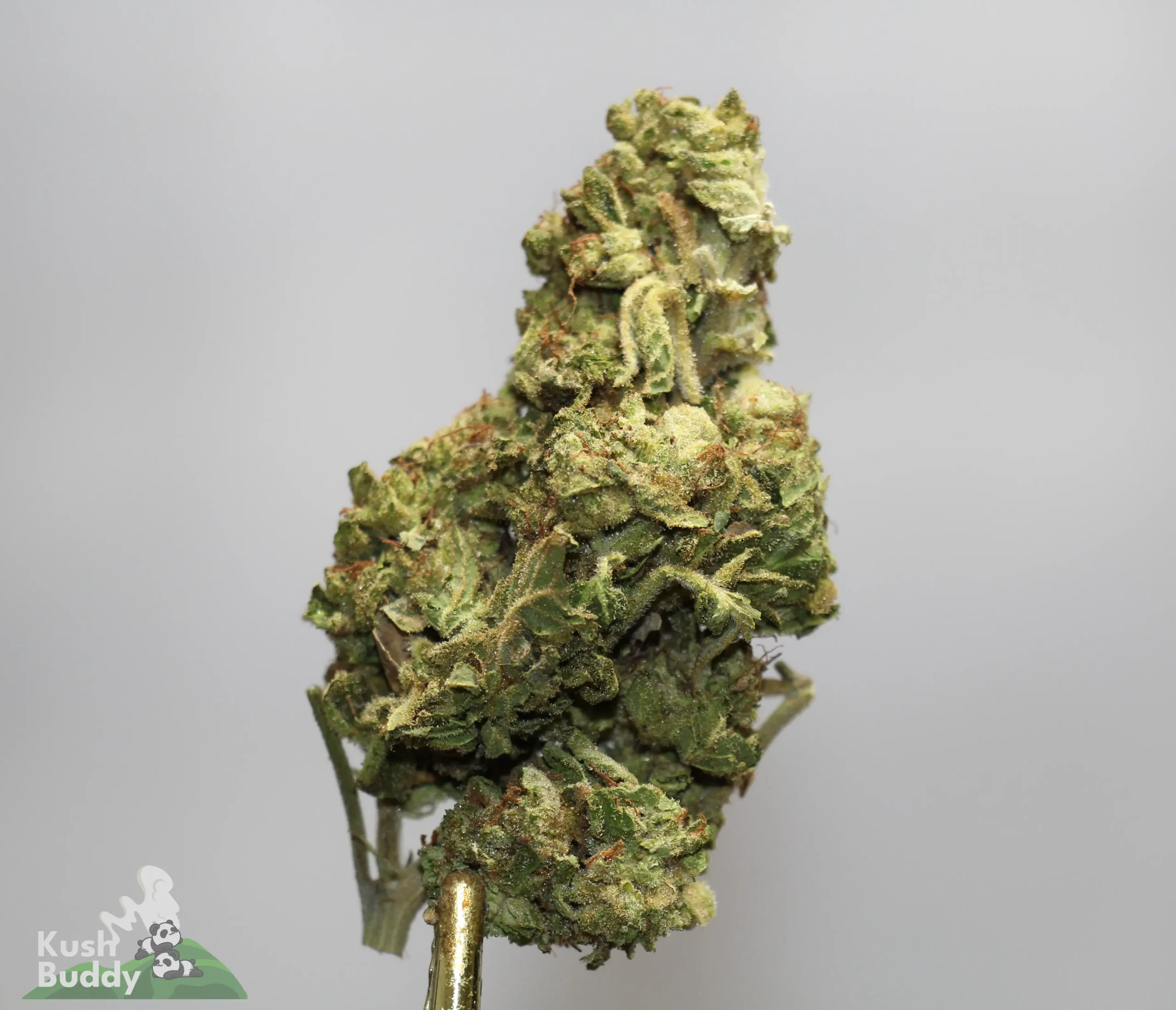 Close-up of a dense green cannabis bud covered in white trichomes on a stem against a gray background.