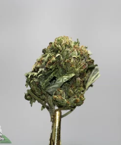 Close-up of a frosty cannabis bud on a gold stem, green with orange hairs; watermark 'Kush Buddy' bottom left.