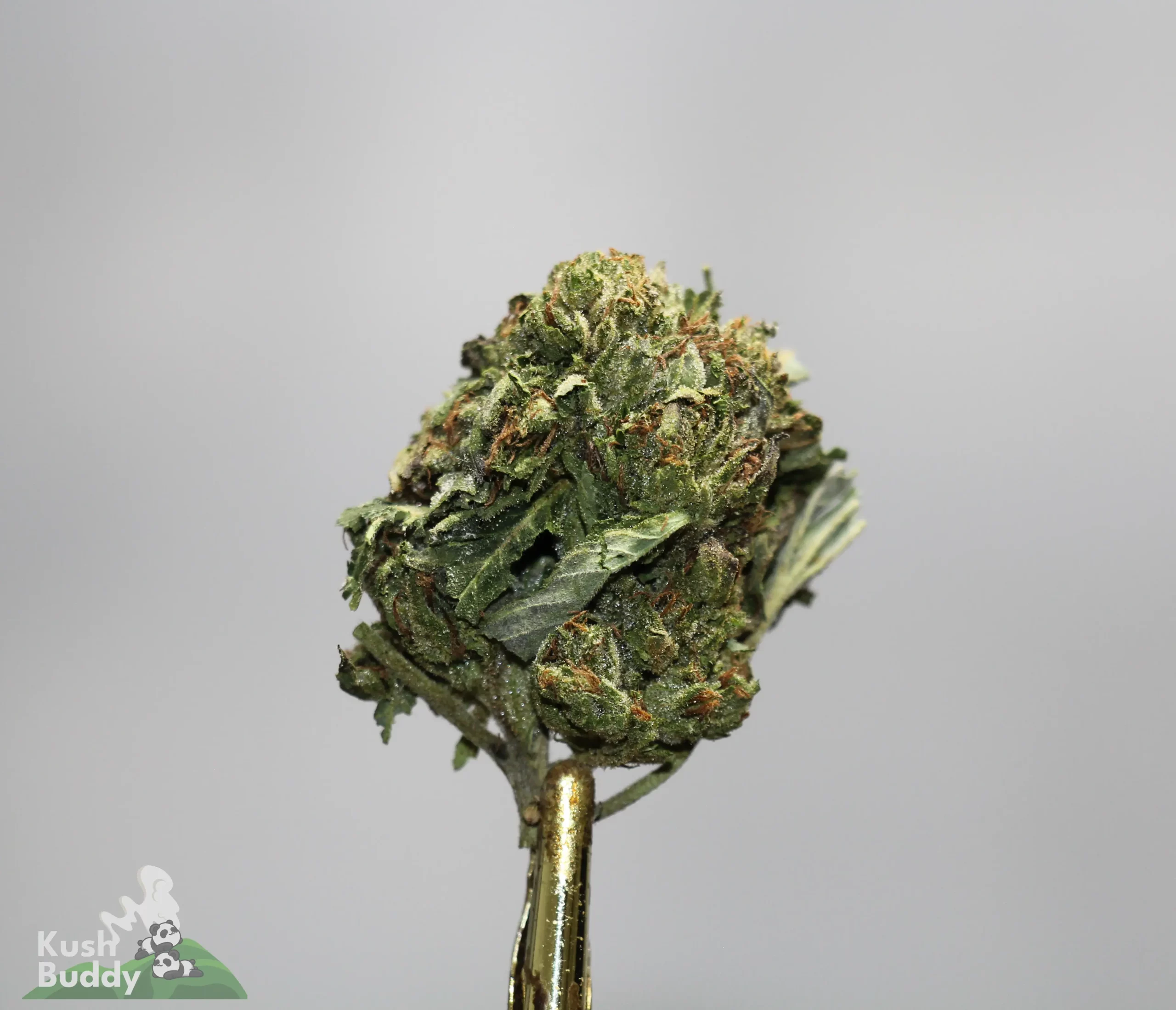 Close-up of a frosty cannabis bud on a gold stem, green with orange hairs; watermark 'Kush Buddy' bottom left.