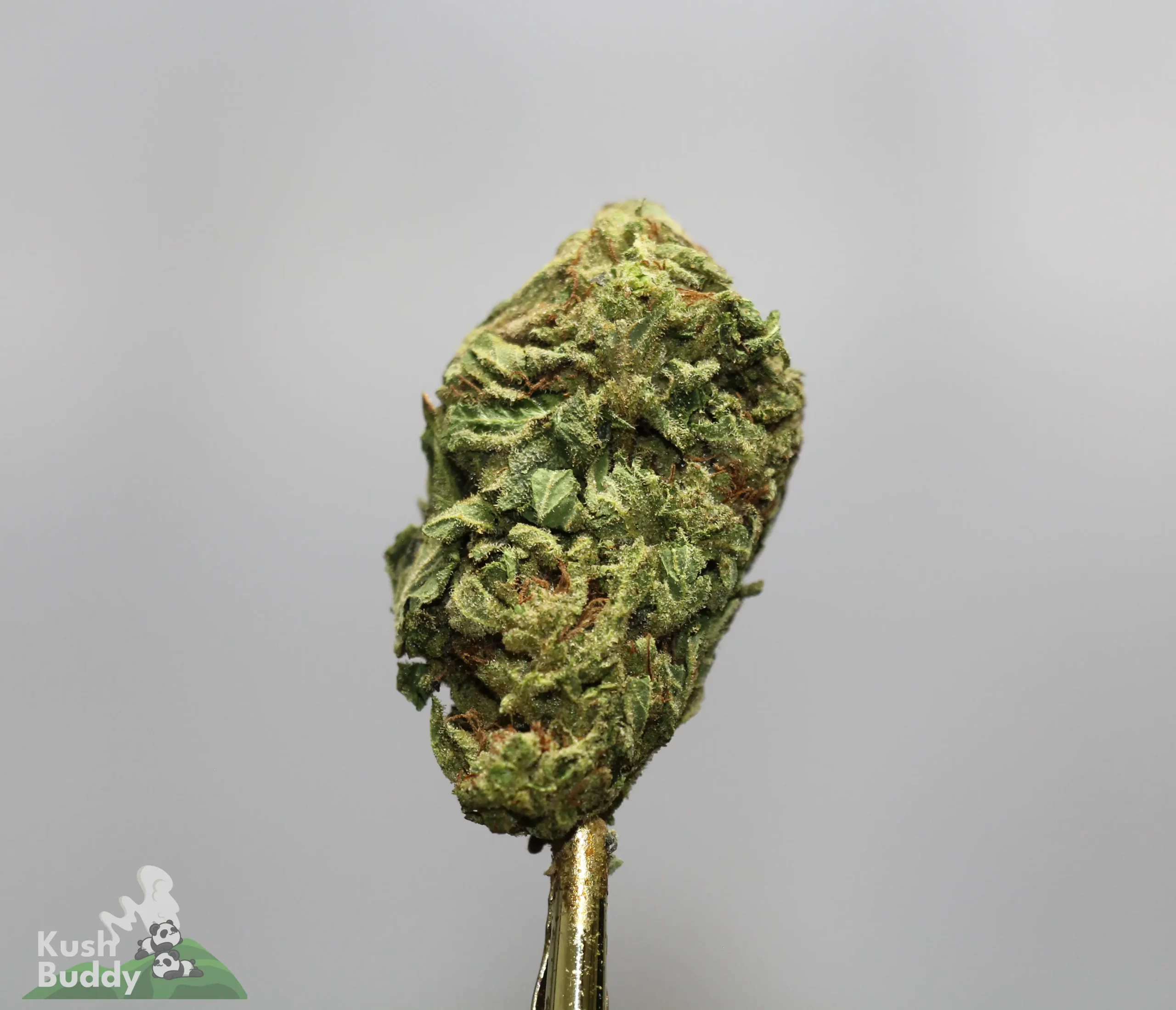 Close-up of a green cannabis bud with trichomes on a gold smoking implement against a light gray background; Kush Buddy logo bottom left.