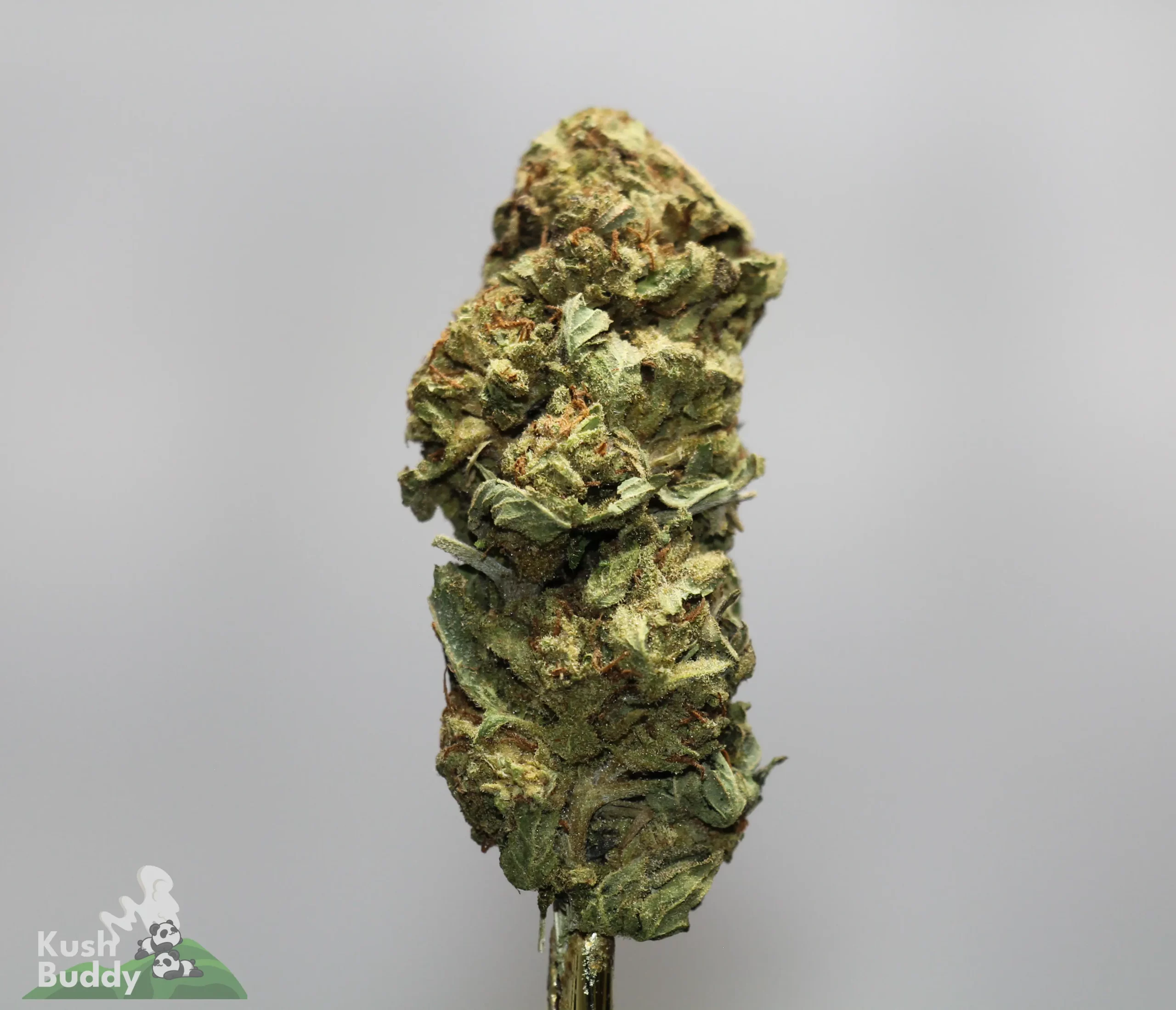 Close-up of a cannabis bud on a stem, covered in crystals, with a Kush Buddy watermark in the lower left corner