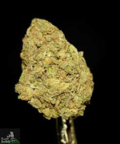 (AA+) Lemon Meringue - Image 2