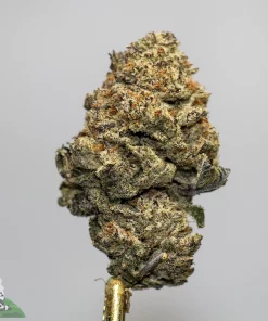 Close-up of a cannabis flower bud with frosty trichomes and orange hairs against a gray background; watermark 'Kush Buddy' bottom left.