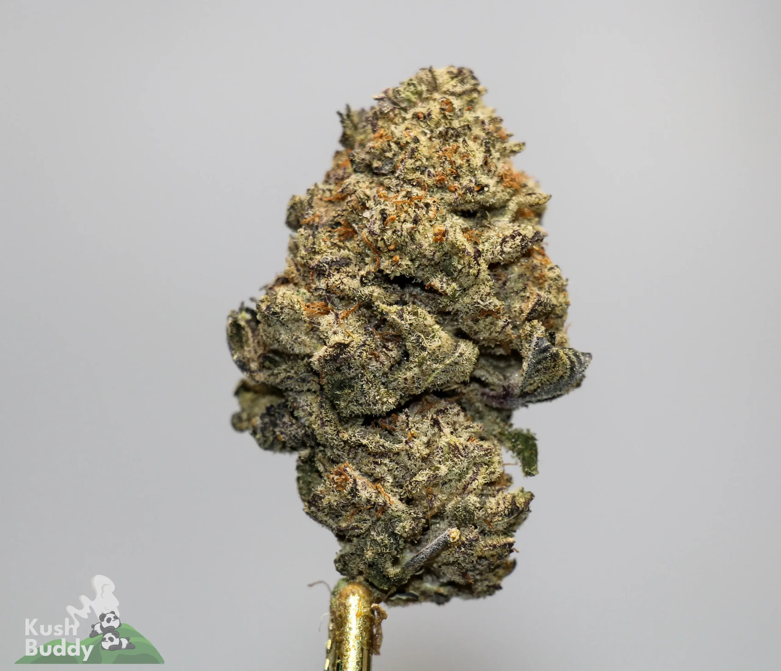 Close-up of a cannabis flower bud with frosty trichomes and orange hairs against a gray background; watermark 'Kush Buddy' bottom left.