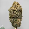 Close-up of a dense cannabis bud covered in frosty trichomes and orange pistils against a gray background, top-centered image.