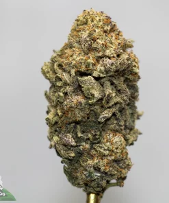 Close-up of a dense cannabis bud covered in frosty trichomes and orange pistils against a gray background, top-centered image.