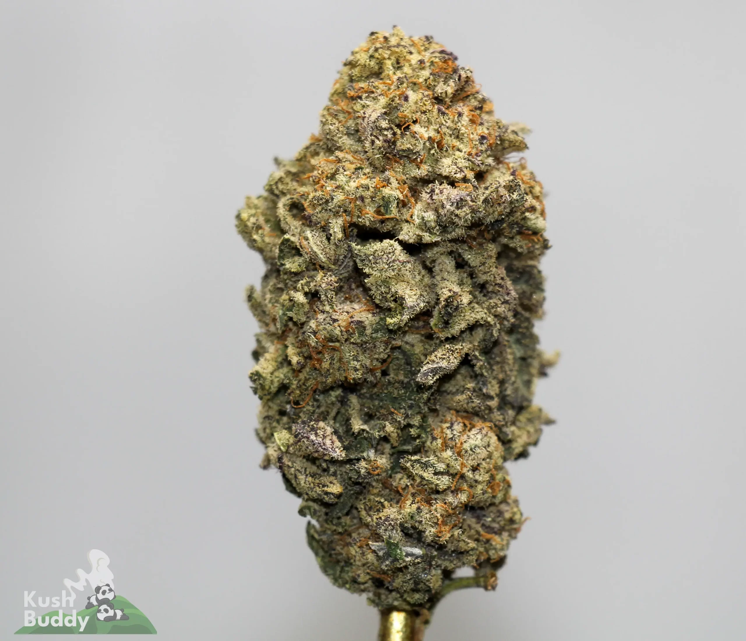 Close-up of a dense cannabis bud covered in frosty trichomes and orange pistils against a gray background, top-centered image.