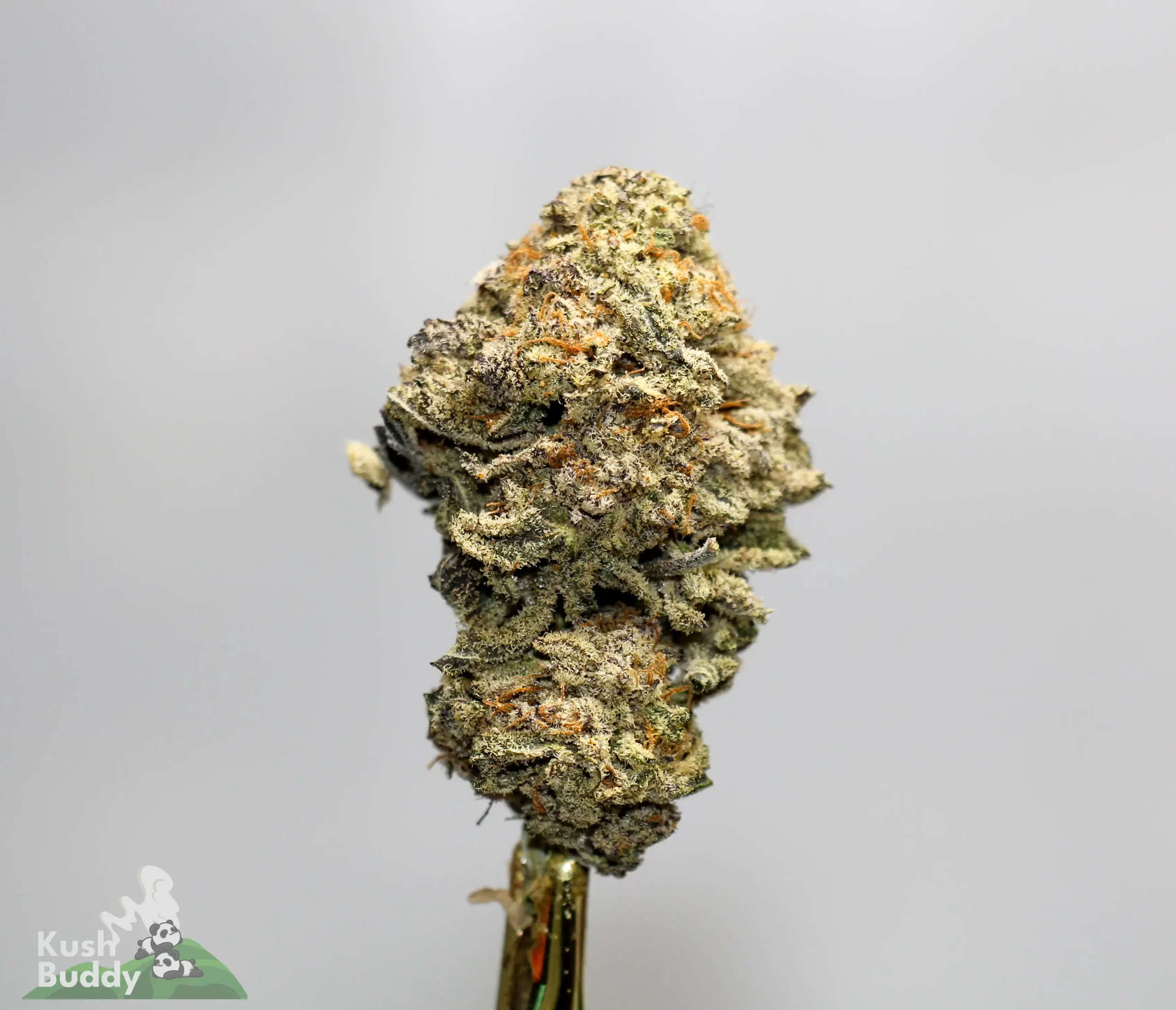 Close-up of a frosty cannabis bud with orange hairs on a stem, against a light gray background (Kush Buddy logo bottom left).