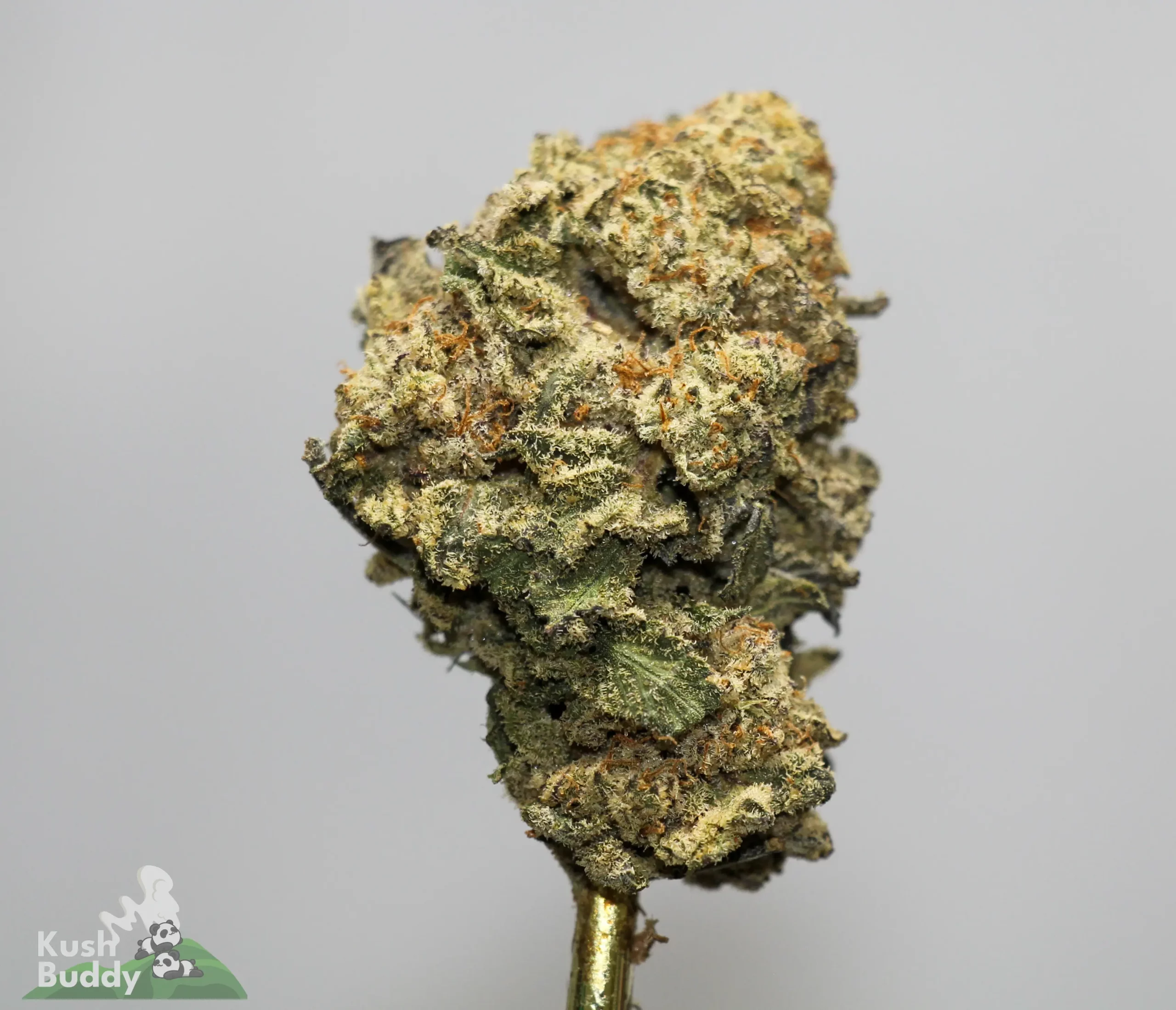 Close-up of a frosty cannabis bud with orange hairs and green leaves, watermark 'Kush Buddy' in the bottom-left corner.