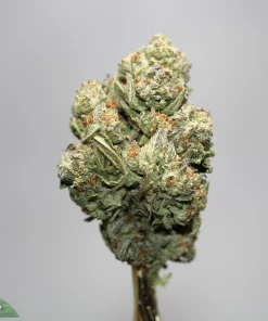Close-up of a frosty cannabis bud on a stem with orange hairs, against a light gray background (watermark 'Kush Buddy' bottom left).
