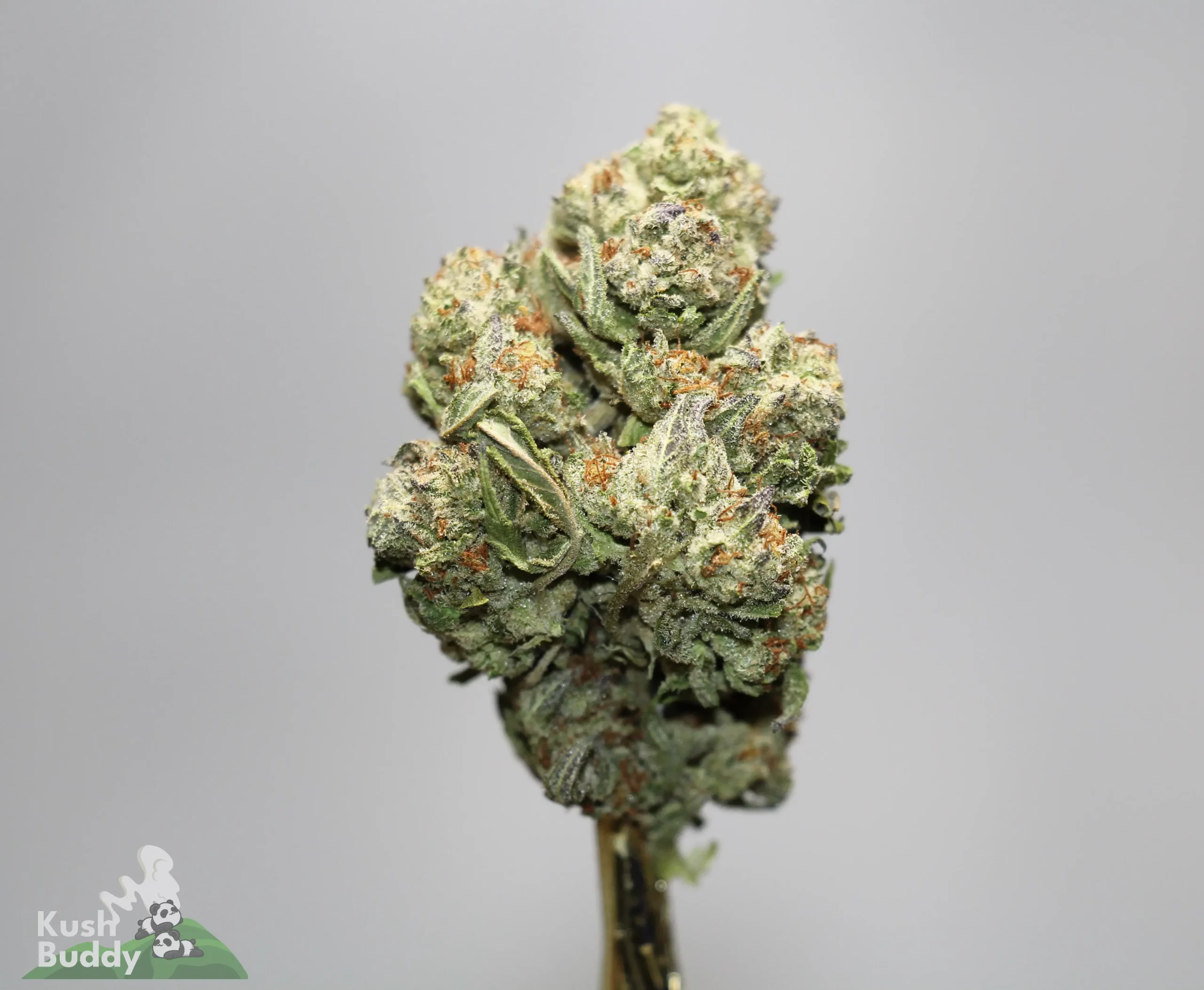 Close-up of a frosty cannabis bud on a stem with orange hairs, against a light gray background (watermark 'Kush Buddy' bottom left).