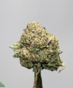 Close-up of a frosty cannabis bud with orange hairs on a stem; Kush Buddy logo bottom-left.