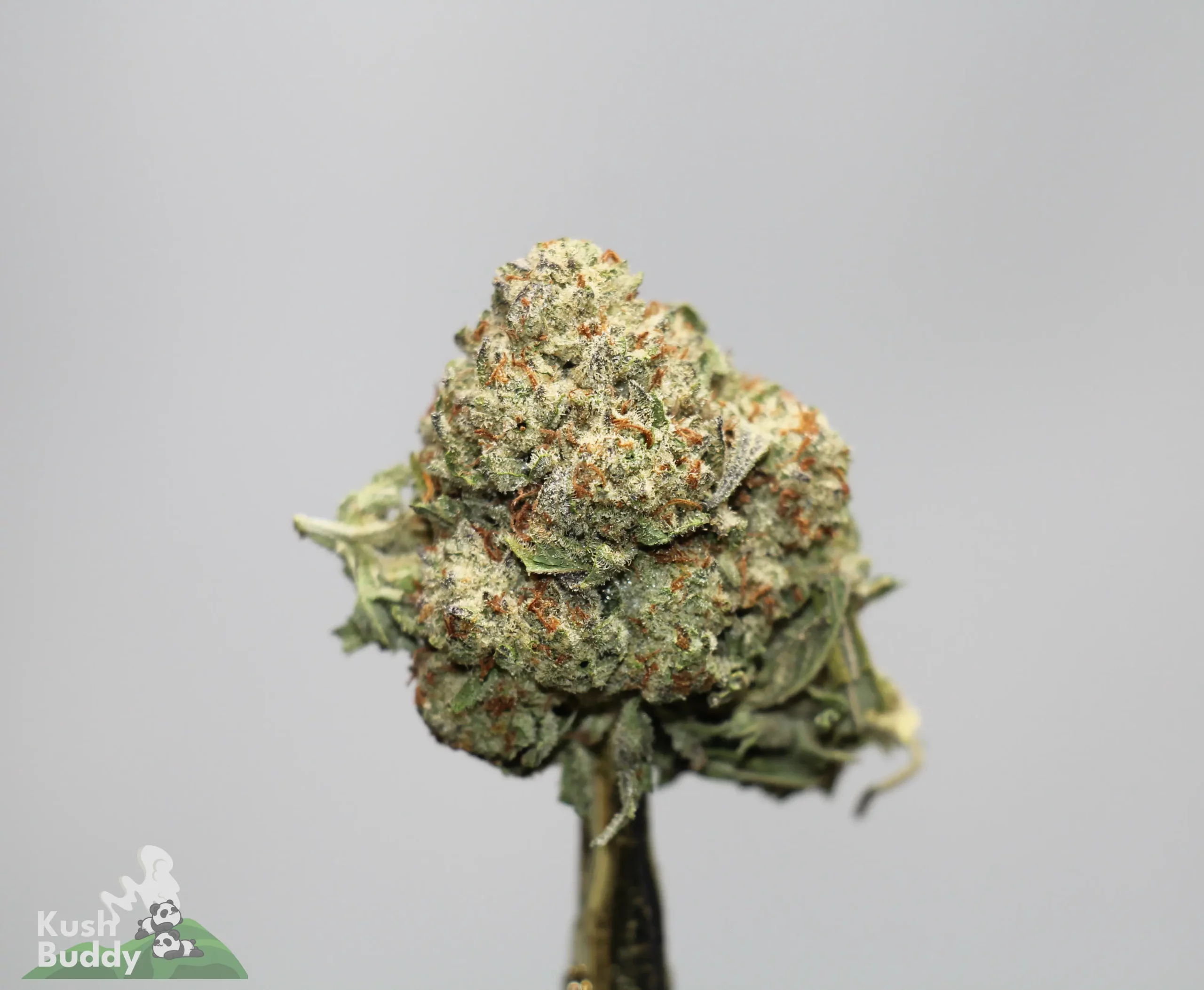 Close-up of a frosty cannabis bud with orange hairs on a stem; Kush Buddy logo bottom-left.