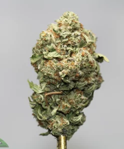 Close-up of a frosty cannabis bud with orange hairs on a gray background.