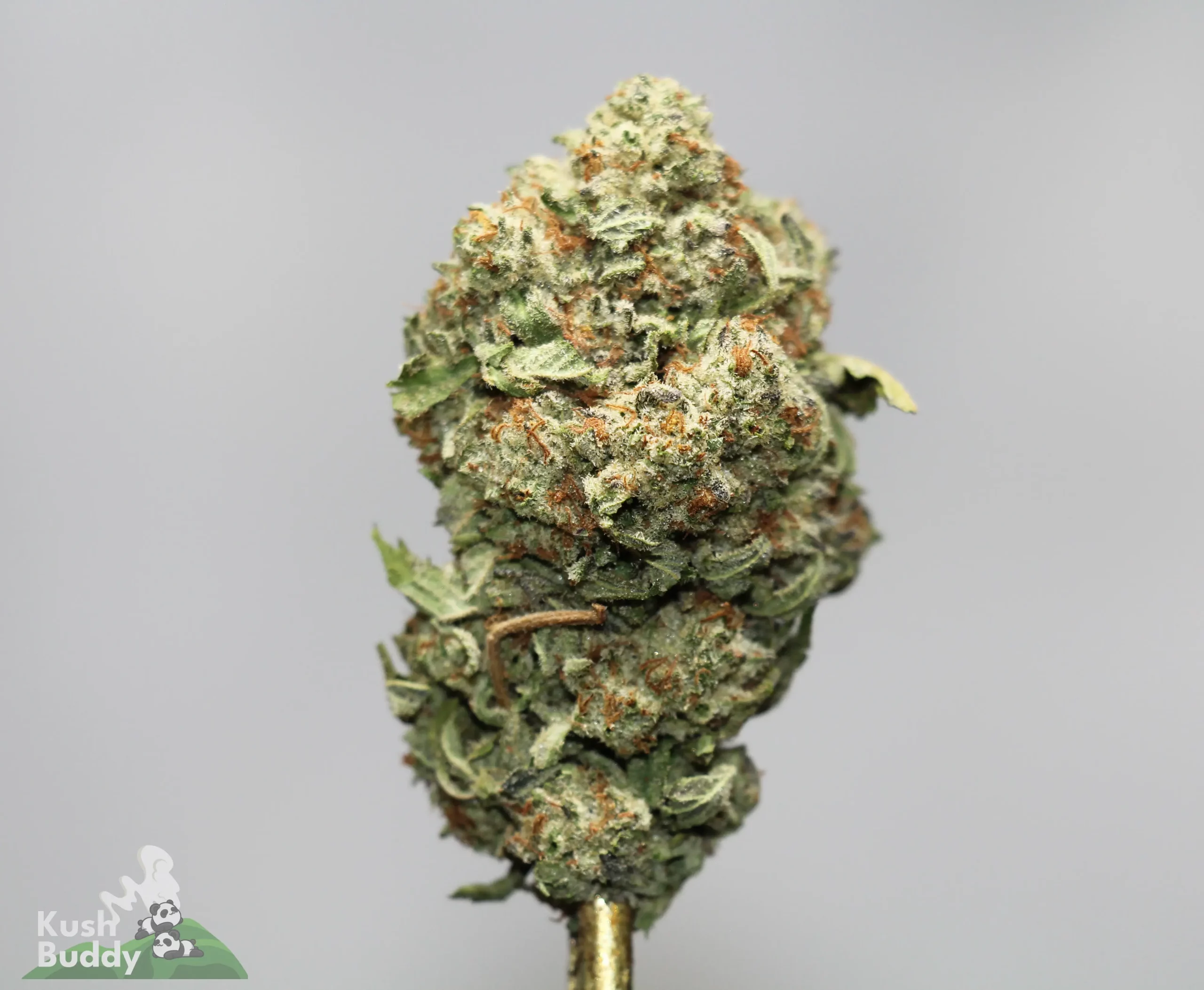 Close-up of a frosty cannabis bud with orange hairs on a gray background.