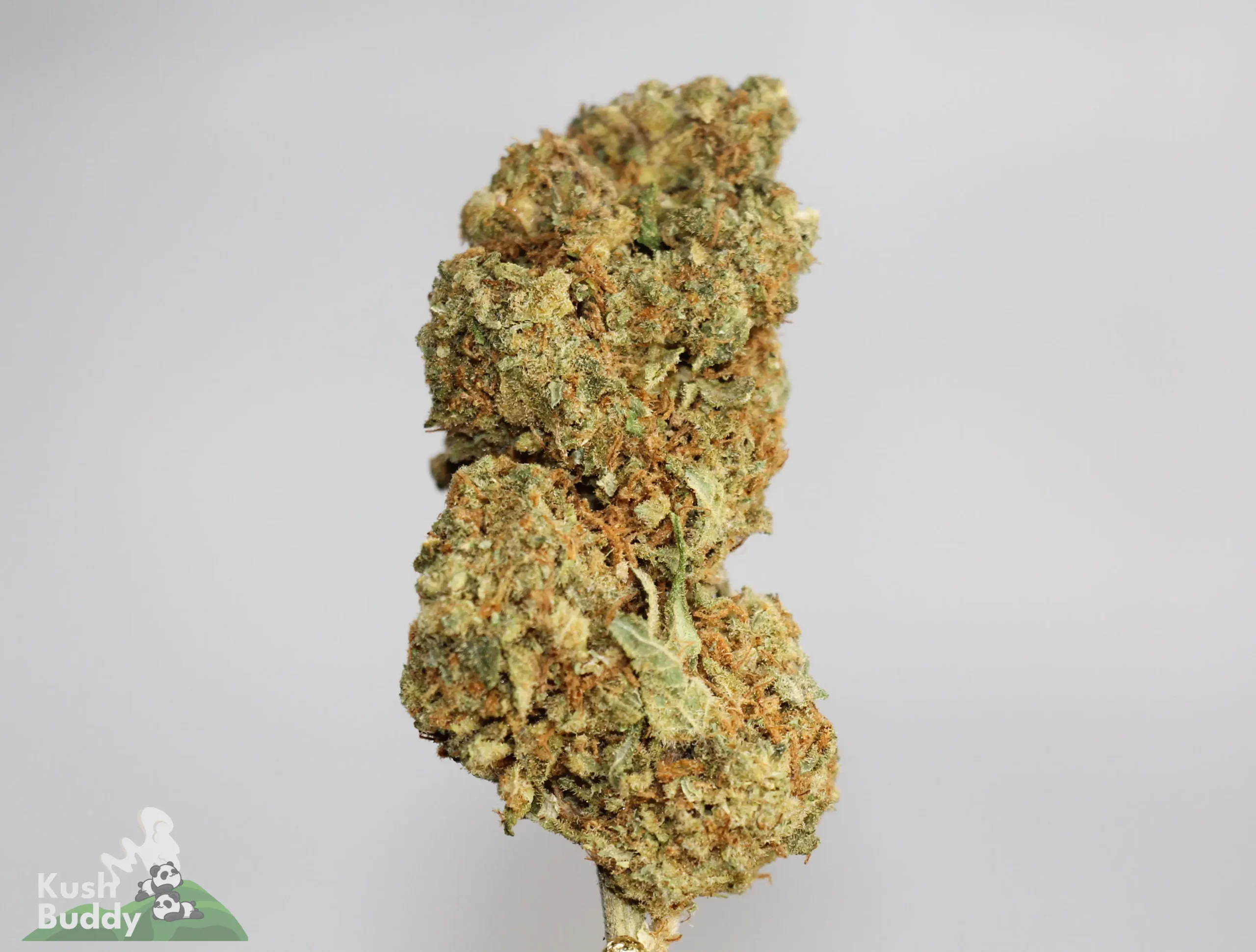 (AA+) Jack Herer