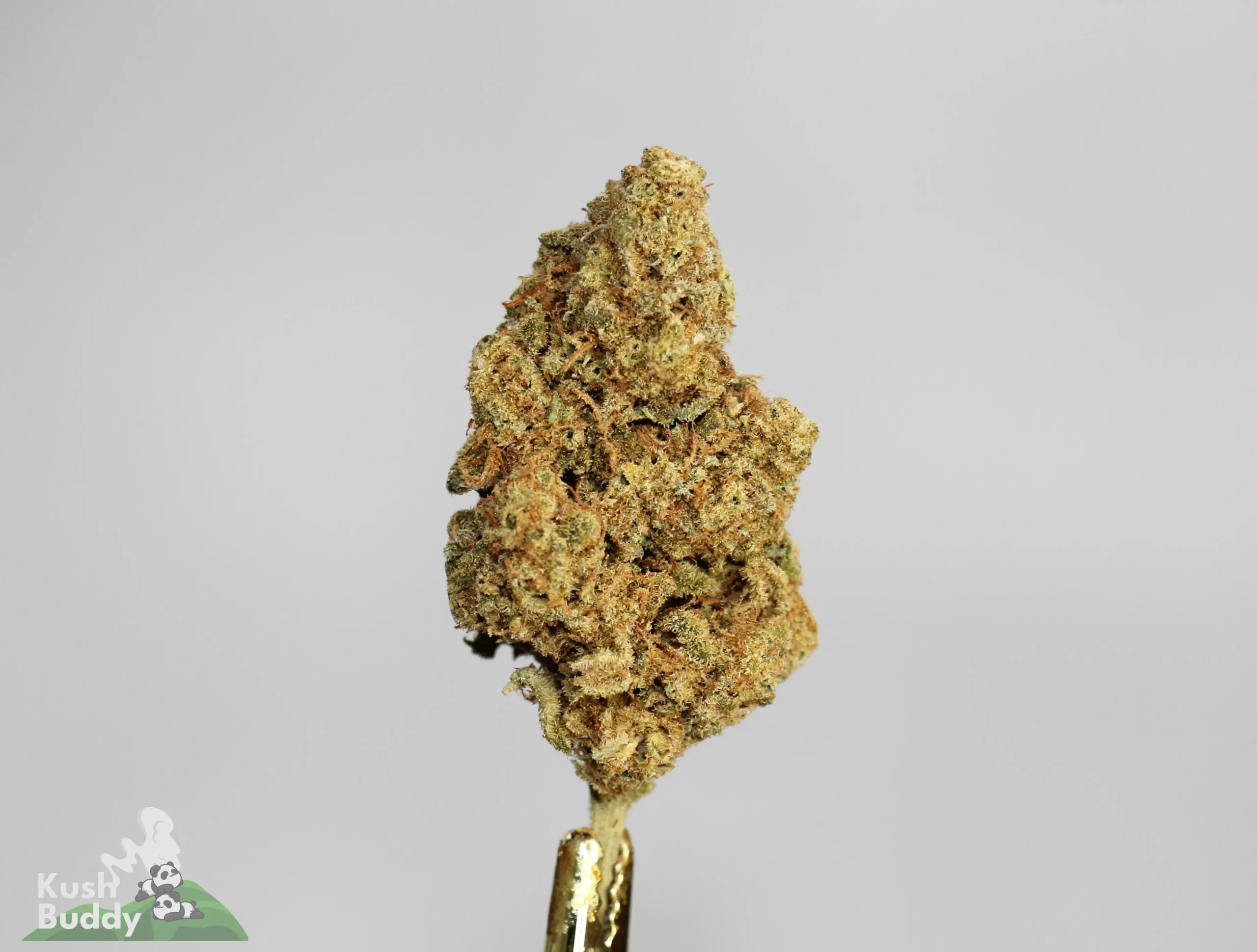 (AA+) Jack Herer - Image 2