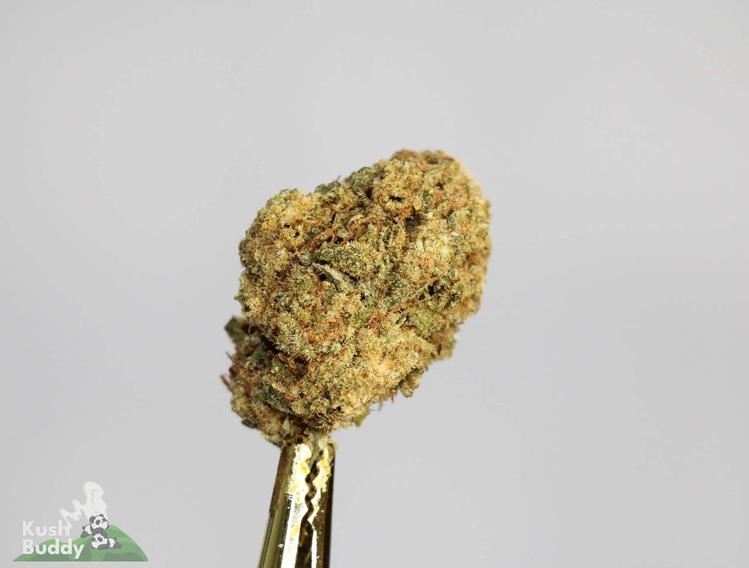 (AA+) Jack Herer - Image 3