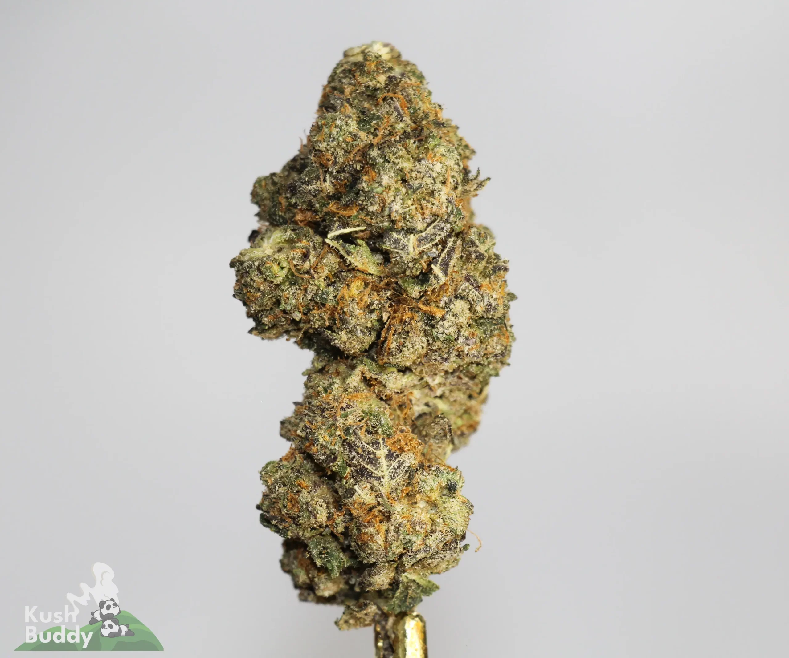 (AAAA- - Bulk) Trunk Funk - Image 3