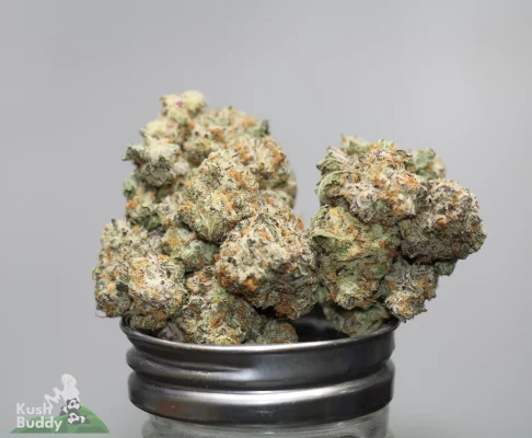 Close-up of densely frosty cannabis buds resting on a black grinder, with a Kush Buddy watermark in the corner.