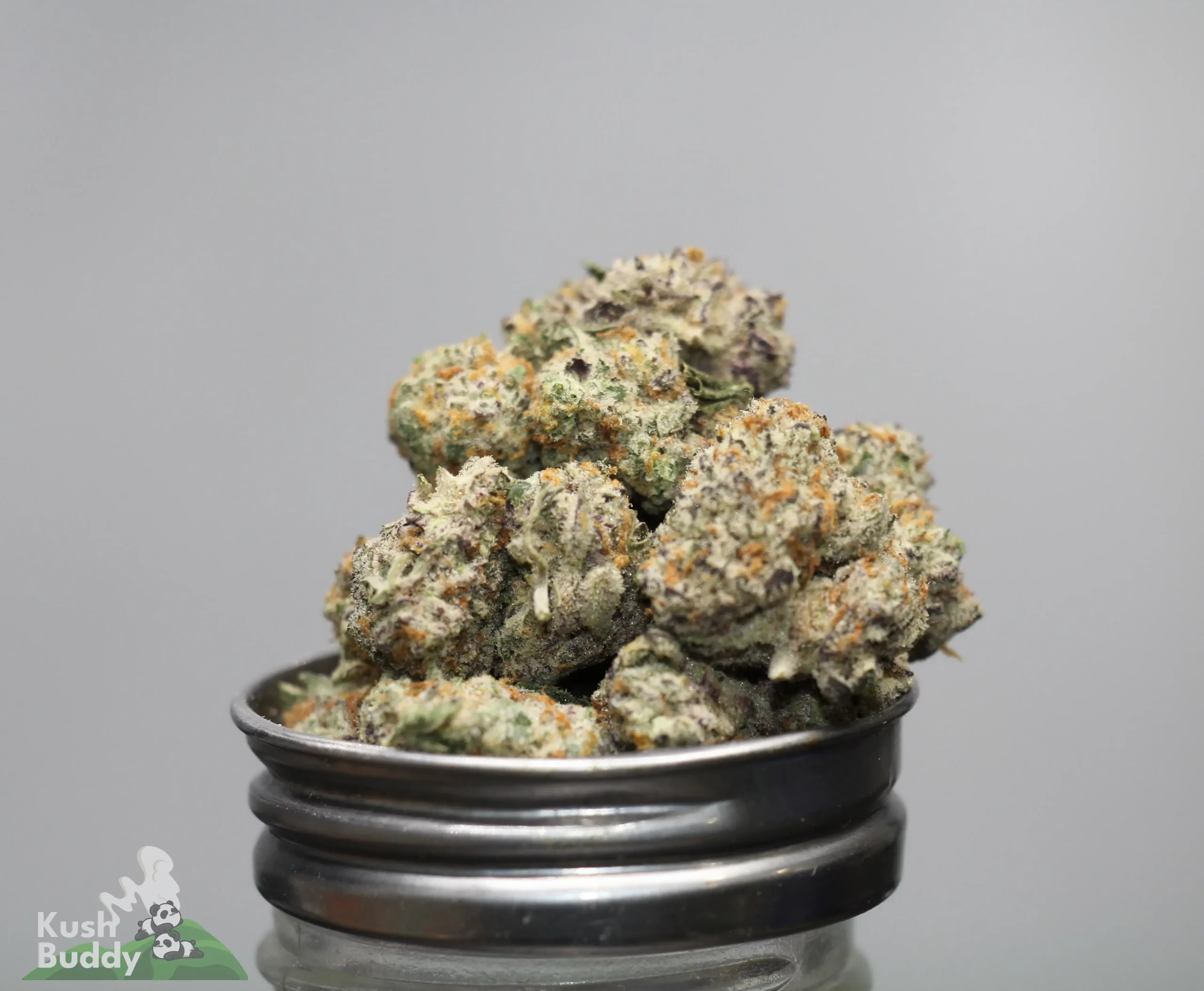 Close-up of frosty green cannabis buds with orange hairs resting on a metal grinder, watermark reads 'Kush Buddy' in the corner