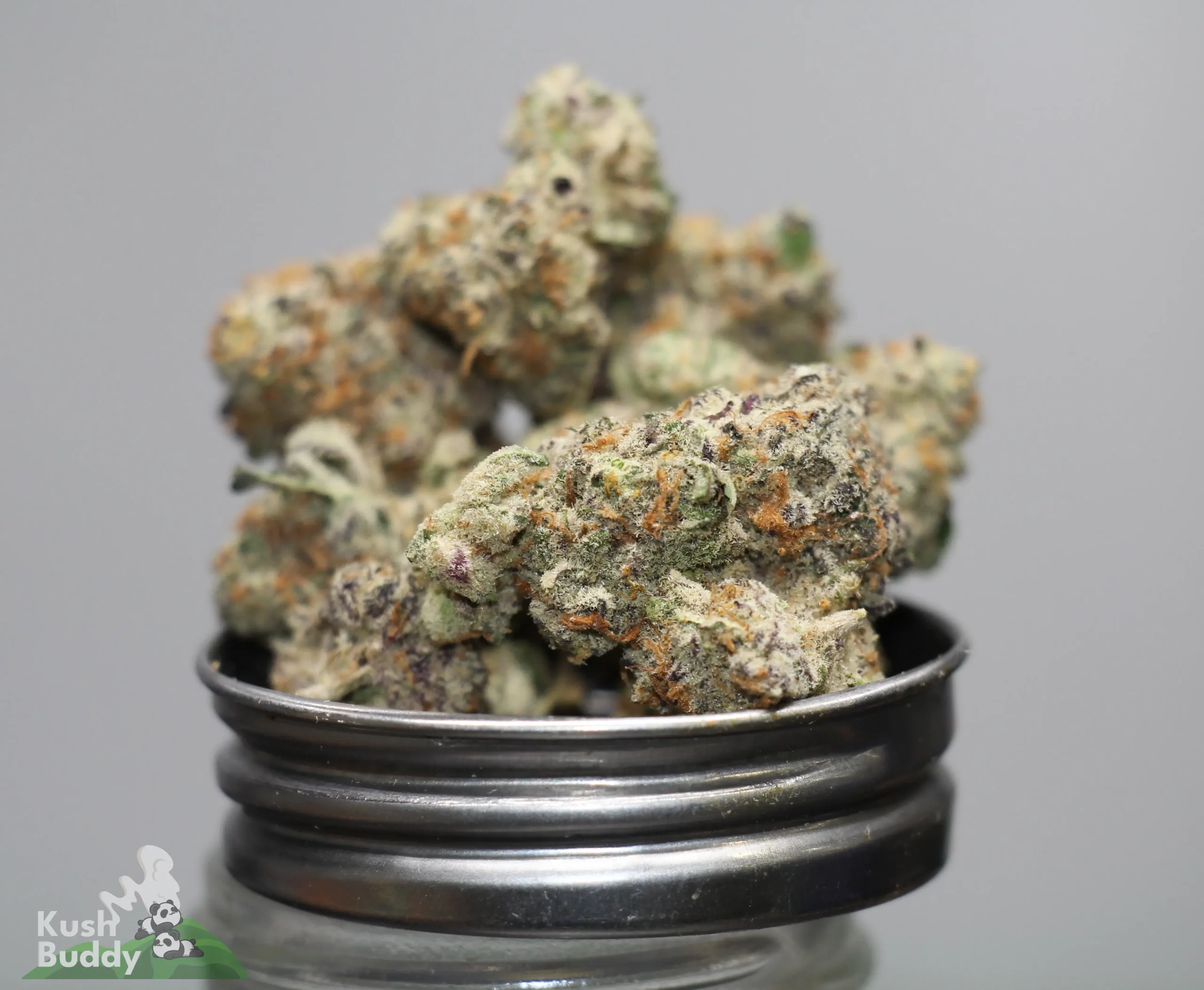 Close-up of frosty cannabis buds stacked in a metal grinder, with Kush Buddy watermark in the corner.