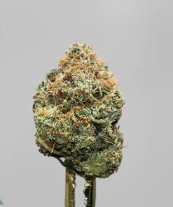 Close-up of a frosty cannabis bud with orange pistils on a stem, gray background.