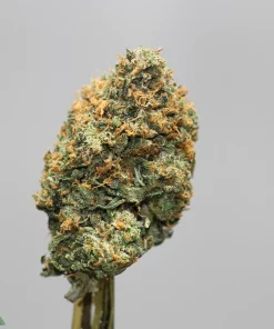 Macro shot of a dense cannabis bud with orange hairs and frosty trichomes on a stem.