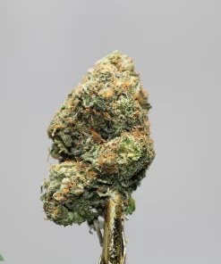 Close-up of a frosty cannabis bud with orange hairs, against a gray background; Kush Buddy watermark bottom left.