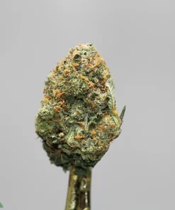 Close-up of a frosty cannabis bud with orange hairs on a stem, against a gray background.
