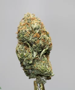 Close-up of a cannabis bud with frosty trichomes and orange pistils against a gray background.