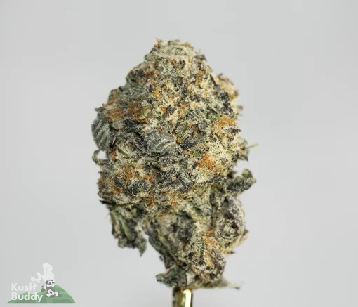Black Series - Bulk - El Chapo Pink