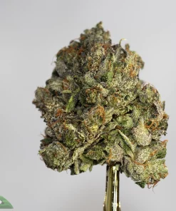 El Chapo Pink indica hybrid sweet floral and gassy aroma