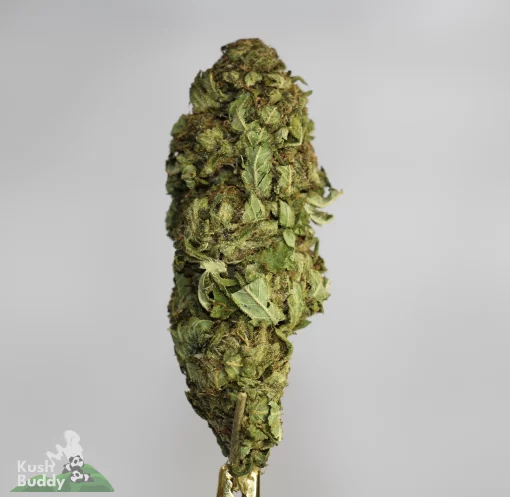 (AA+ - Bulk) Fruit Cake