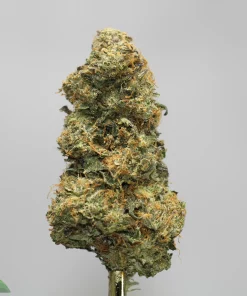 Close-up of a frosty green cannabis bud with orange hairs on a display stem, against a light gray background (Kush Buddy watermark in lower left).