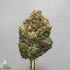 Close-up of a cannabis bud on a gold stem, showing green and orange colors with frosty trichomes, against a gray background.