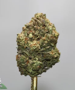 Close-up of a cannabis bud on a gold stem, showing green and orange colors with frosty trichomes, against a gray background.