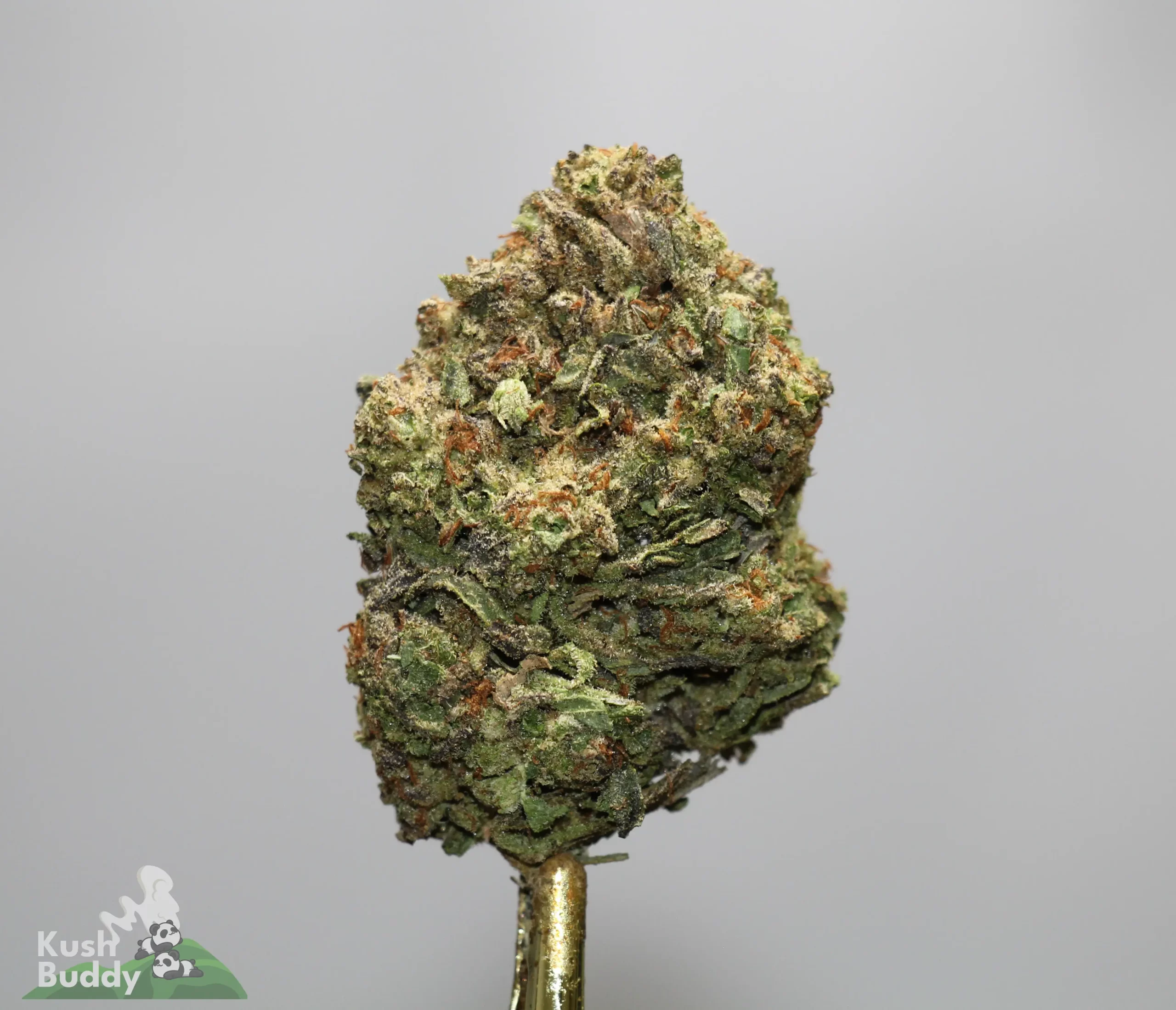 Close-up of a cannabis bud on a gold stem, showing green and orange colors with frosty trichomes, against a gray background.